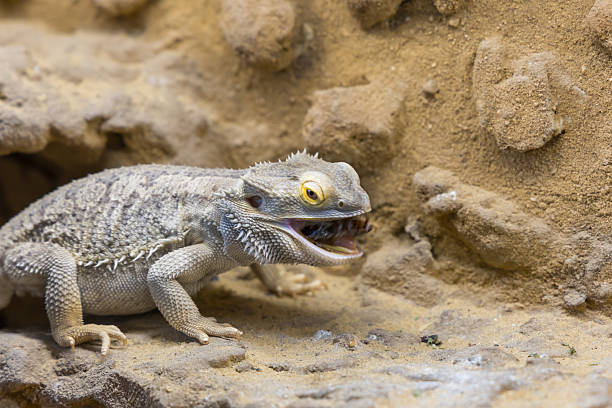 istock Bearded Agama lizard - Pogona vitticeps in a terrarium while feeding a cockroach 2227016320