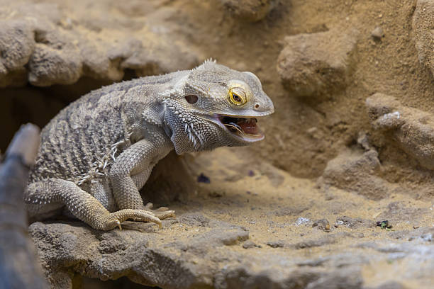 istock Bearded Agama lizard - Pogona vitticeps in a terrarium while feeding a cockroach 2227016326