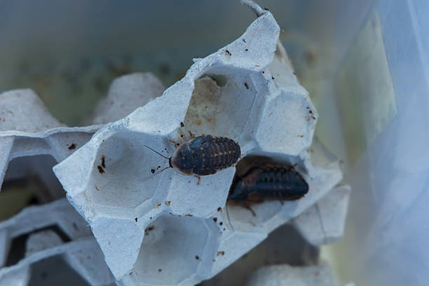 istock Cockroach - Blattodea kept as food for lizards 2227016335