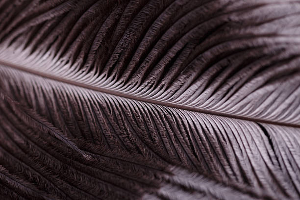 istock Abstract Macro Close-Up of Bird Feather Texture 2227018639