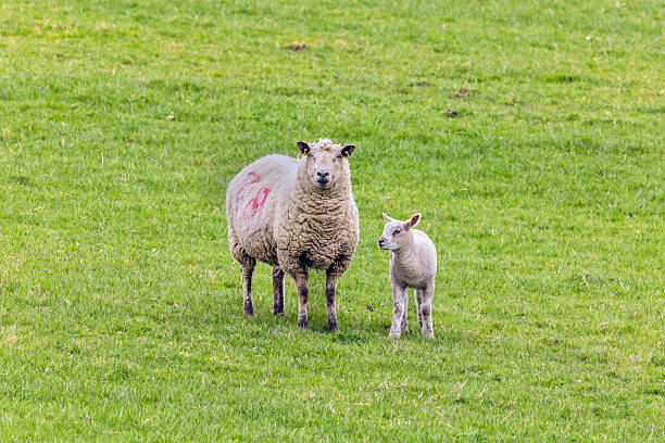istock Ewe and lamb standing alert in a grassy spring pasture 2227018670