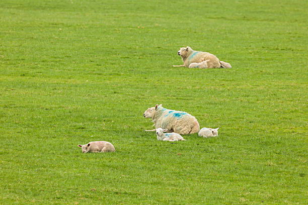 istock Ewes and lambs resting in a green pasture in spring 2227018703