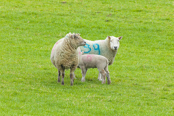 istock Two ewes and a nursing lamb in spring pasture 2227018705