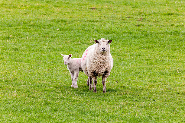 istock Ewe and lamb standing on green pasture in spring 2227019259