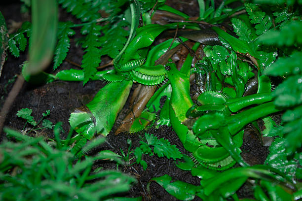 istock The Venus flytrap is a carnivorous plant native to the temperate and subtropical wetlands of North Carolina and South Carolina, on the East Coast of the United States 2227019372