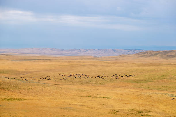 istock Cattle Herd Grazing in Vashlovani Plains 2227019482
