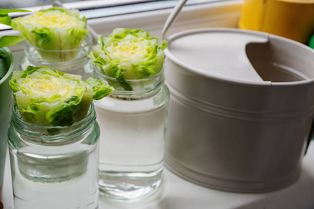 Multiple lettuce bases placed in glass jars with water on a windowsill, starting to regrow fresh leaves. The image illustrates sustainable living, food upcycling, and zero-waste practices in a home environment. No people.