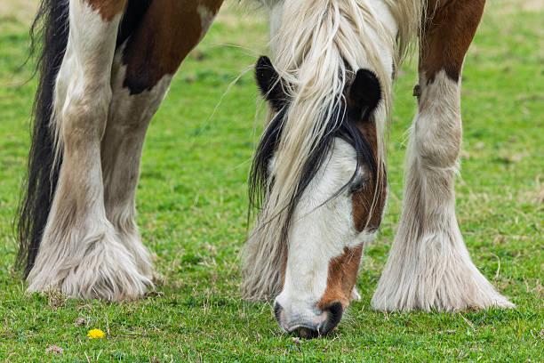 Close-up of a piebald horse with a flowing mane and feathered legs as it grazes on green pasture. The image captures rural tranquility and equine beauty