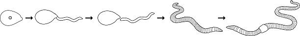 istock Coloring page with life cycle of earthworm from juvenile earthworm hatching from cocoon to adult worm for biology lessons 2227021348