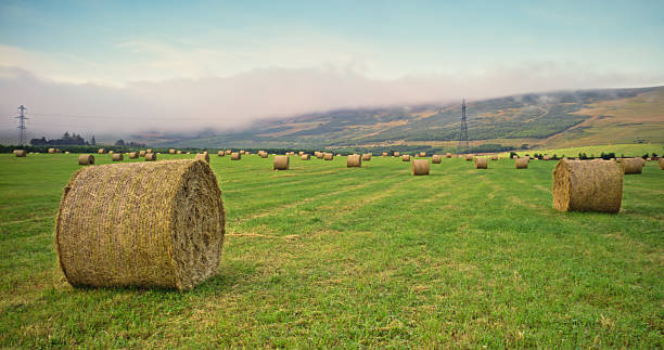 Early morning field of hay bales in Aberdeenshire, Scotland.