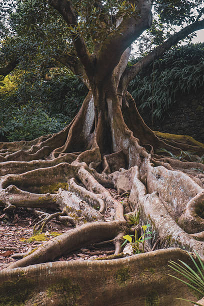 istock Amazing Old Trees - Azores 2227022888