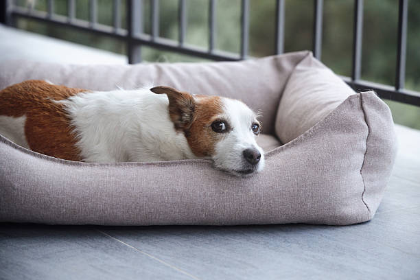 istock Jack Russell Terrier resting in soft dog bed indoors 2227023124
