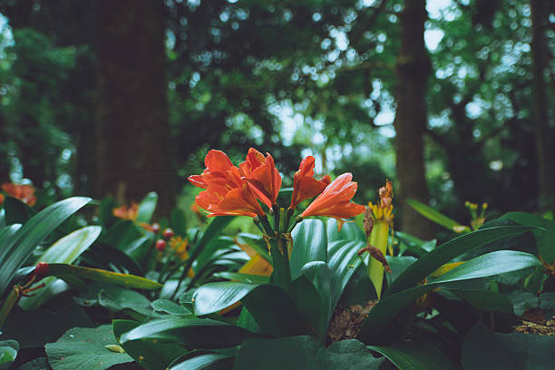 Clivia miniata, also known as the Natal lily or bush lily, is a striking evergreen perennial native to South Africa. It produces clusters of trumpet-shaped, bright orange flowers with yellow throats, typically blooming in late winter or early spring. The plant features glossy, strap-like dark green leaves that form a dense clump, making it a popular choice for shaded gardens and indoor pots. Valued for its vibrant blooms and low-maintenance nature, Clivia miniata thrives in indirect light and well-drained soil, adding a splash of tropical color year-round.