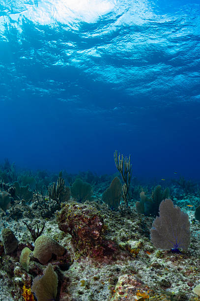 istock Caribbean sea 2227027333