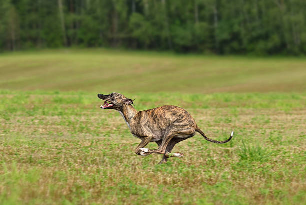 istock Running brindle English Whippet dog 2227027515