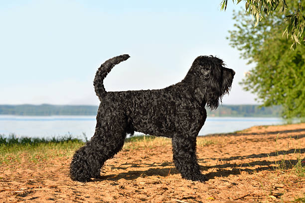 istock Standing Black Russian Terrier dog 2227027540