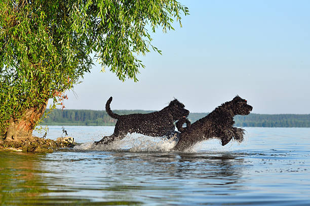 A wet black Labrador stands confidently on a rocky outcrop overlooking a calm northern lake. The dog appears alert, possibly watching something in the water or across the bay. Behind it, the pristine lake reflects the scattered white clouds above, while the far shore is lined with dense evergreen forest under a bright summer sky. The composition emphasizes the contrast between the deep black of the dog’s wet fur and the serene natural environment. The photo evokes adventure, companionship, and the rugged piece of wilderness exploration with a loyal pet.