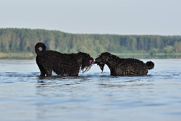Two beautiful black Russian Terrier dogs playing in water on a lake
