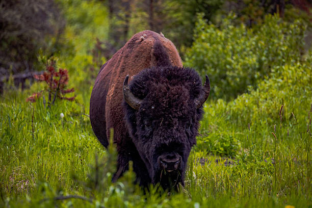 istock Bison in Yellowstone National Park 2227029489
