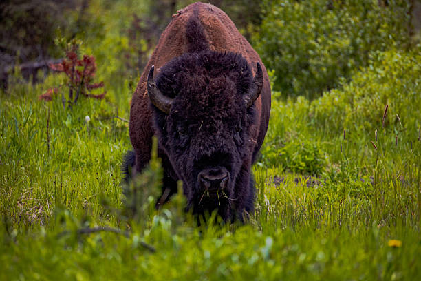 istock Bison in Yellowstone National Park 2227029490