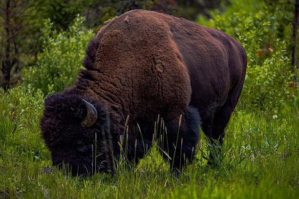 istock Bison in Yellowstone National Park 2227029508