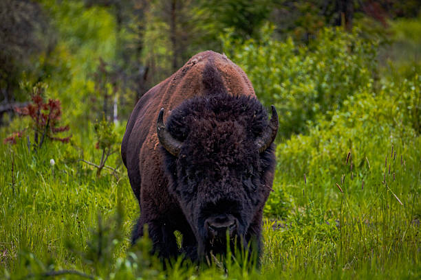 istock Bison in Yellowstone National Park 2227029561