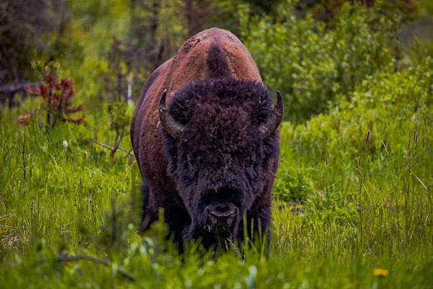 istock Bison in Yellowstone National Park 2227029564