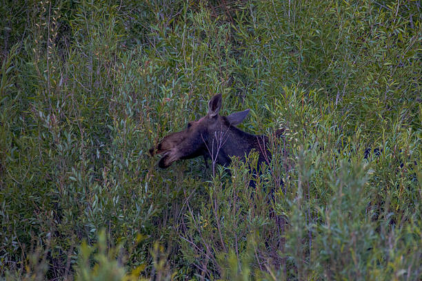 Moose in Grand Teton National Park