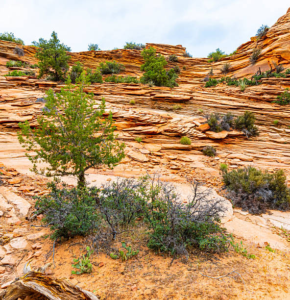 Stacked Slickrock Formation on The Upper Pine Creek Wash Near The Zion-Mt. Carmel Highway, Zion National Park, Utah, USA