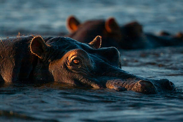 istock Hippo (Hippopotamus amphibius) in water, Chobe National Park, Botswana. 2227032318