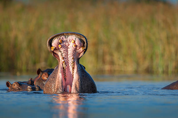 istock Hippo (Hippopotamus amphibius) yawning, Okavango Delta, Botswana 2227032330