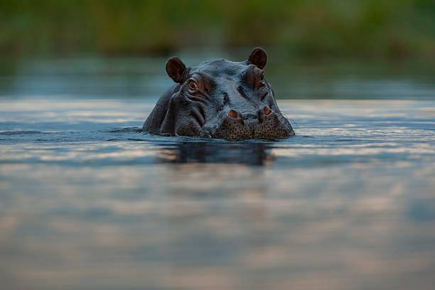 istock Hippo (Hippopotamus amphibius) in water, Okavango Delta, Botswana 2227032367