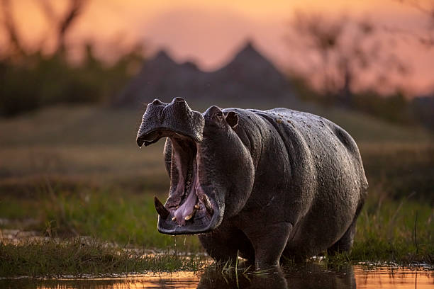 istock Hippo (Hippopotamus amphibius) yawning, Okavango Delta, Botswana 2227032417