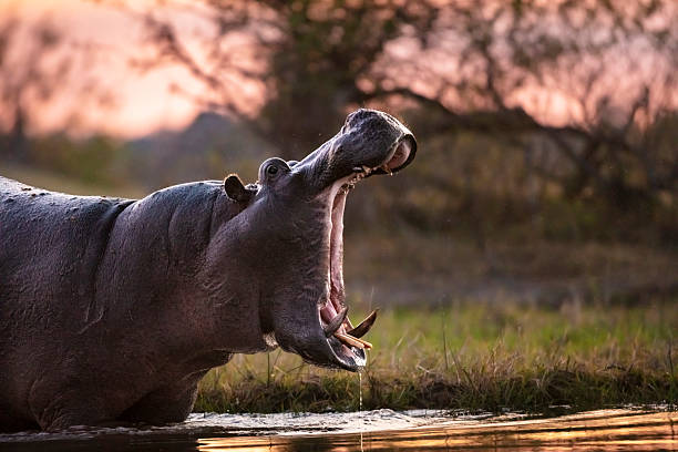 istock Hippo (Hippopotamus amphibius) yawning, Okavango Delta, Botswana 2227032418