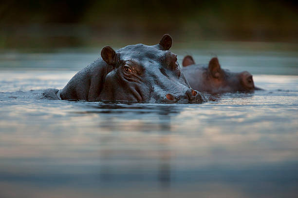 istock Hippo (Hippopotamus amphibius) in water, Okavango Delta, Botswana 2227032447