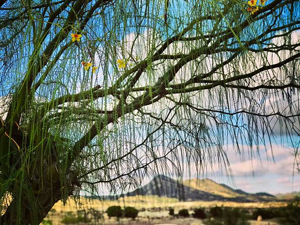 Palo Verde trees Sonora desert mid summer with background saguaro cactus