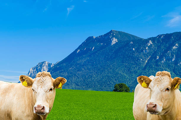 Happy cow eating grass somewhere in the mountains