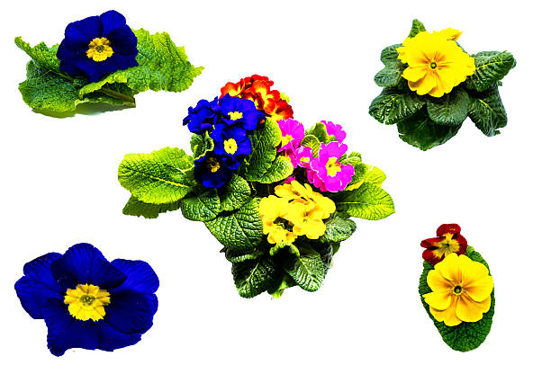 Flowers of Spring