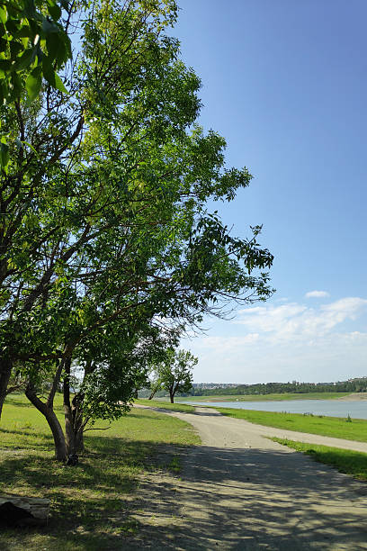 istock Tree is in the foreground of a path 2227037518