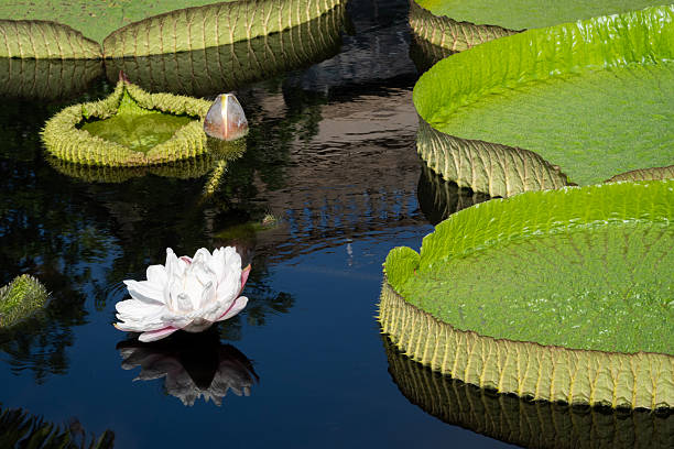 Amazon water lily in aquatic garden