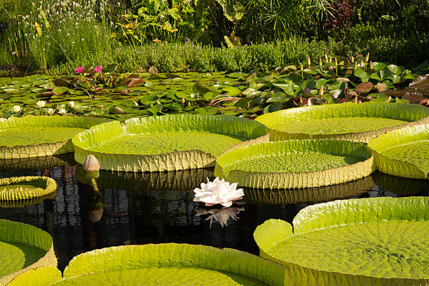 Amazon water lily in aquatic garden