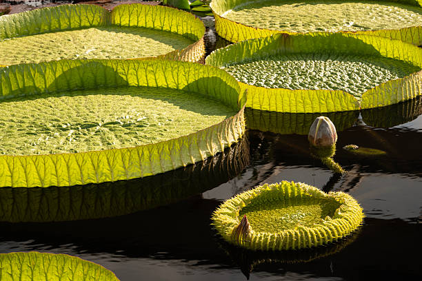 Amazon water lily pads in aquatic garden