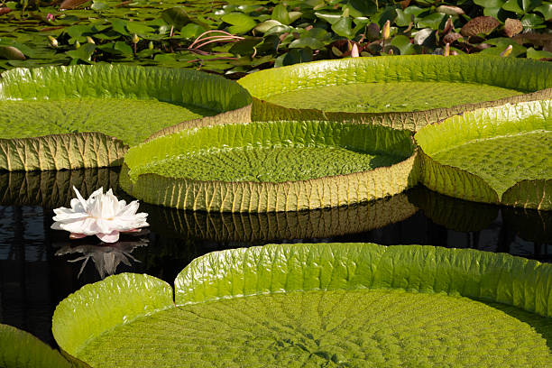 Amazon water lily in aquatic garden