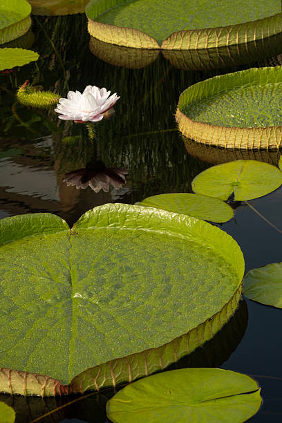 istock Amazon water lily in aquatic garden 2227041090
