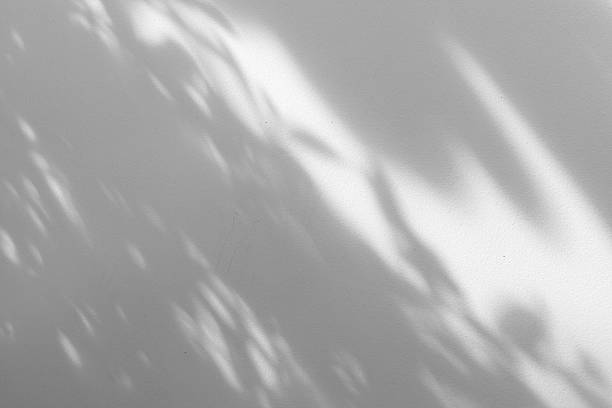 istock Abstract natural tree branch leaves shadow on white wall background 2227041625