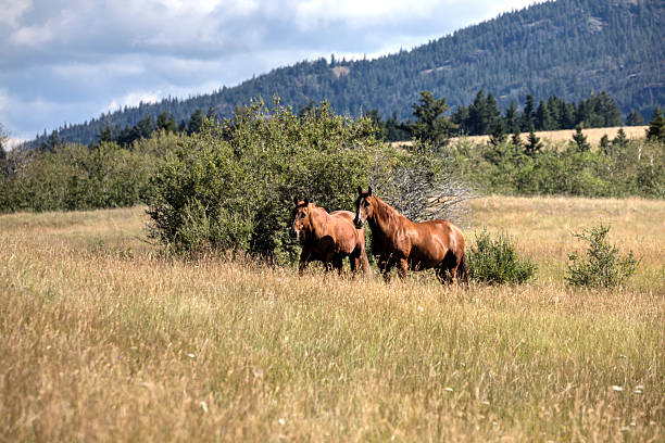 Beautiful sunset in the countryside of the old west in Wyoming, you can see horses, cabins, the forest, mountains and the huge corrals.