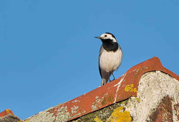 White wagtail bird (Motacilla alba) sitting on a branch and polishing its feathers.