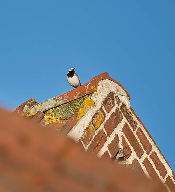 Pied Wagtail / White Wagtail Bird Portrait