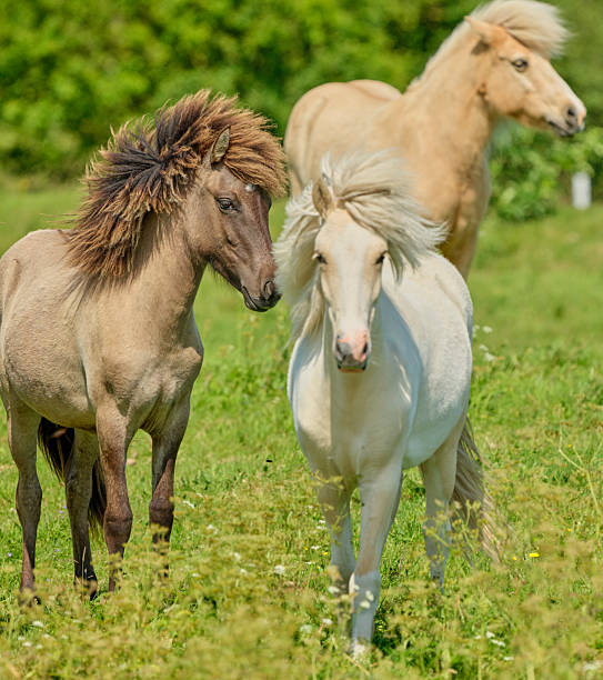 A graceful pony is captured enjoying the verdant meadows of Denmark. Surrounded by vibrant flora and idyllic landscapes, the scene epitomizes the tranquility of nature and the beauty of equestrian grace.