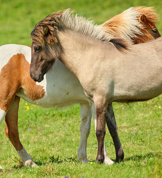 A graceful pony is captured enjoying the verdant meadows of Denmark. Surrounded by vibrant flora and idyllic landscapes, the scene epitomizes the tranquility of nature and the beauty of equestrian grace.